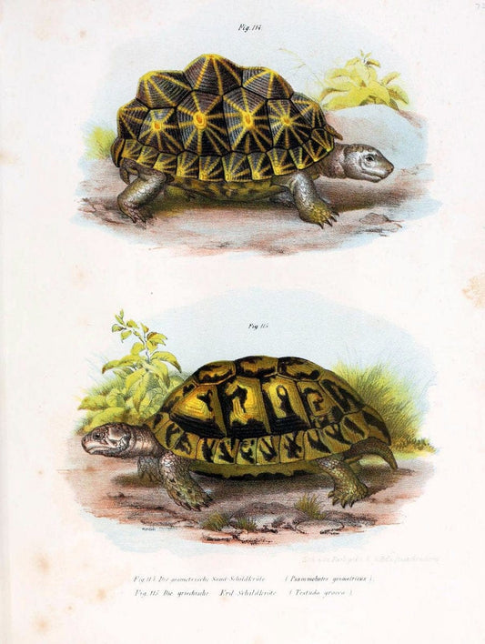 Bilder-Atlas zur wissenschaftlich-populÃ¤ren Naturgeschichte der WirbelthiereWien :K.K. Hof-und Staatsdruckerei,1867. |  | Vintage Print Reproduction 461191
