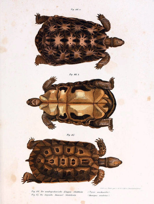 Bilder-Atlas zur wissenschaftlich-populÃ¤ren Naturgeschichte der WirbelthiereWien :K.K. Hof-und Staatsdruckerei,1867. |  | Vintage Print Reproduction 461192