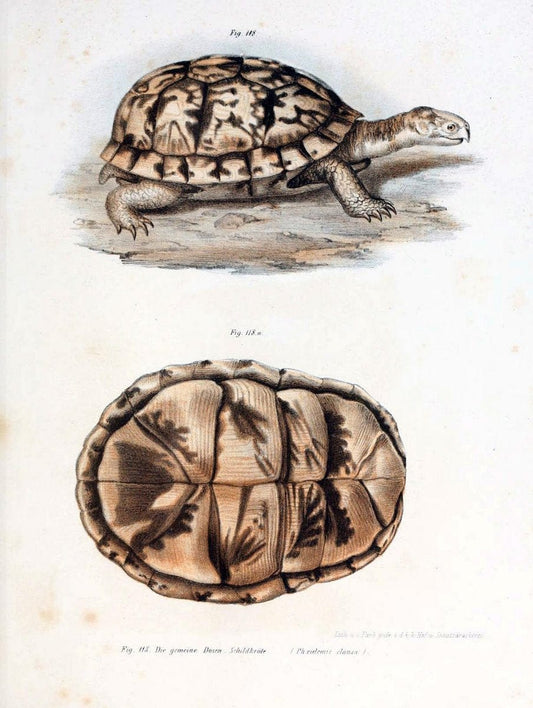 Bilder-Atlas zur wissenschaftlich-populÃ¤ren Naturgeschichte der WirbelthiereWien :K.K. Hof-und Staatsdruckerei,1867. |  | Vintage Print Reproduction 461193