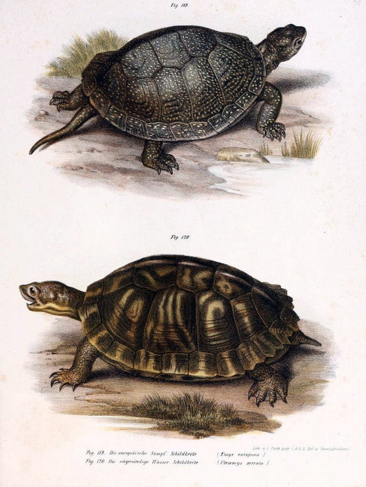Bilder-Atlas zur wissenschaftlich-populÃ¤ren Naturgeschichte der WirbelthiereWien :K.K. Hof-und Staatsdruckerei,1867. |  | Vintage Print Reproduction 461194