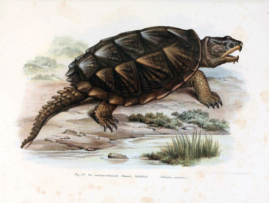 Bilder-Atlas zur wissenschaftlich-populÃ¤ren Naturgeschichte der WirbelthiereWien :K.K. Hof-und Staatsdruckerei,1867. |  | Vintage Print Reproduction 461195