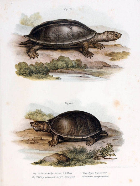 Bilder-Atlas zur wissenschaftlich-populÃ¤ren Naturgeschichte der WirbelthiereWien :K.K. Hof-und Staatsdruckerei,1867. |  | Vintage Print Reproduction 461196
