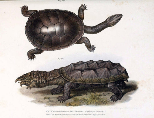 Bilder-Atlas zur wissenschaftlich-populÃ¤ren Naturgeschichte der WirbelthiereWien :K.K. Hof-und Staatsdruckerei,1867. |  | Vintage Print Reproduction 461198
