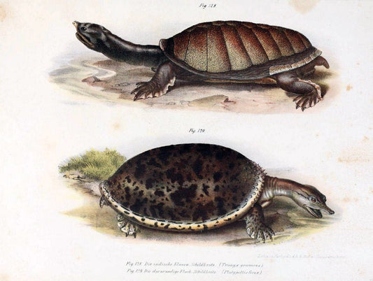 Bilder-Atlas zur wissenschaftlich-populÃ¤ren Naturgeschichte der WirbelthiereWien :K.K. Hof-und Staatsdruckerei,1867. |  | Vintage Print Reproduction 461199
