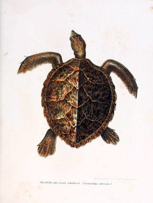 Bilder-Atlas zur wissenschaftlich-populÃ¤ren Naturgeschichte der WirbelthiereWien :K.K. Hof-und Staatsdruckerei,1867. |  | Vintage Print Reproduction 461200
