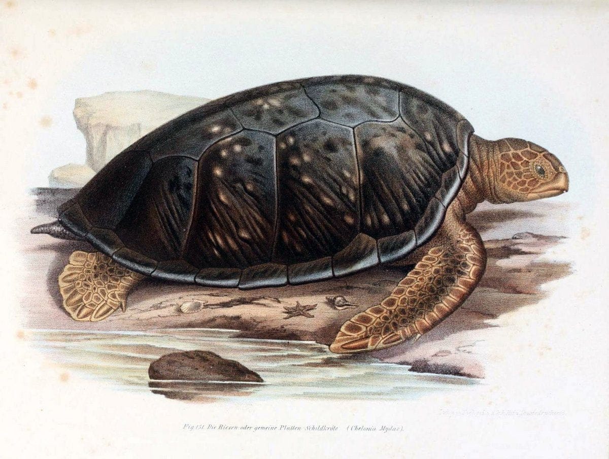 Bilder-Atlas zur wissenschaftlich-populÃ¤ren Naturgeschichte der WirbelthiereWien :K.K. Hof-und Staatsdruckerei,1867. |  | Vintage Print Reproduction 461201
