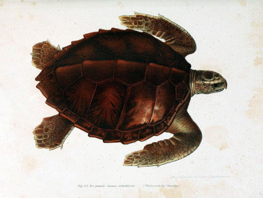 Bilder-Atlas zur wissenschaftlich-populÃ¤ren Naturgeschichte der WirbelthiereWien :K.K. Hof-und Staatsdruckerei,1867. |  | Vintage Print Reproduction 461202