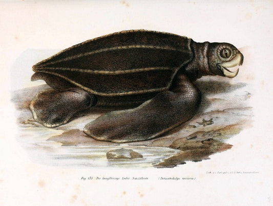 Bilder-Atlas zur wissenschaftlich-populÃ¤ren Naturgeschichte der WirbelthiereWien :K.K. Hof-und Staatsdruckerei,1867. |  | Vintage Print Reproduction 461203