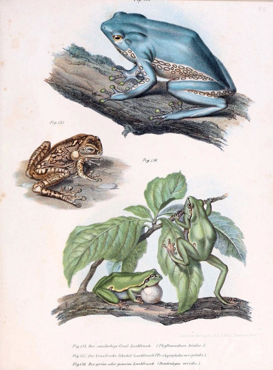 Bilder-Atlas zur wissenschaftlich-populÃ¤ren Naturgeschichte der WirbelthiereWien :K.K. Hof-und Staatsdruckerei,1867. |  | Vintage Print Reproduction 461204