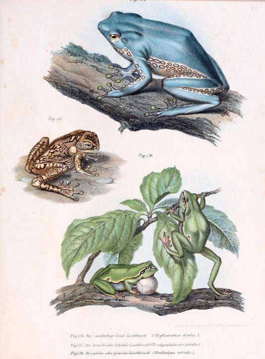 Bilder-Atlas zur wissenschaftlich-populÃ¤ren Naturgeschichte der WirbelthiereWien :K.K. Hof-und Staatsdruckerei,1867. |  | Vintage Print Reproduction 461204