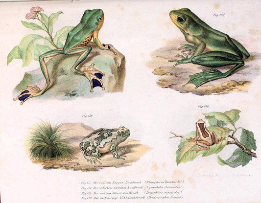 Bilder-Atlas zur wissenschaftlich-populÃ¤ren Naturgeschichte der WirbelthiereWien :K.K. Hof-und Staatsdruckerei,1867. |  | Vintage Print Reproduction 461205