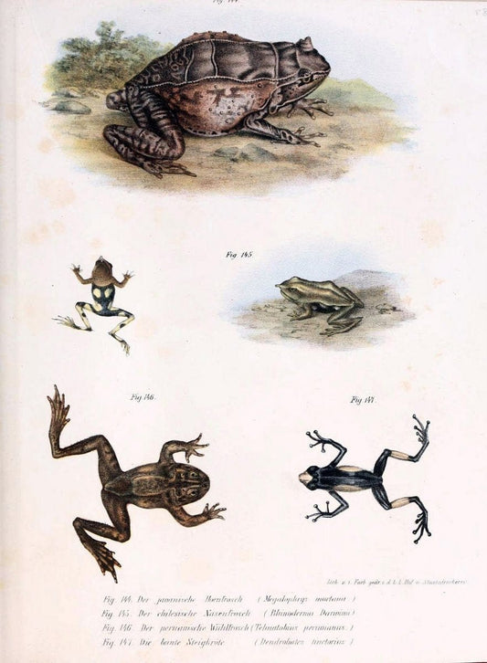 Bilder-Atlas zur wissenschaftlich-populÃ¤ren Naturgeschichte der WirbelthiereWien :K.K. Hof-und Staatsdruckerei,1867. |  | Vintage Print Reproduction 461206