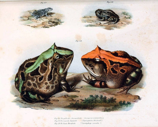 Bilder-Atlas zur wissenschaftlich-populÃ¤ren Naturgeschichte der WirbelthiereWien :K.K. Hof-und Staatsdruckerei,1867. |  | Vintage Print Reproduction 461207