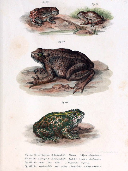 Bilder-Atlas zur wissenschaftlich-populÃ¤ren Naturgeschichte der WirbelthiereWien :K.K. Hof-und Staatsdruckerei,1867. |  | Vintage Print Reproduction 461208
