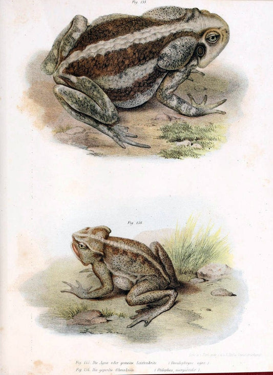 Bilder-Atlas zur wissenschaftlich-populÃ¤ren Naturgeschichte der WirbelthiereWien :K.K. Hof-und Staatsdruckerei,1867. |  | Vintage Print Reproduction 461209