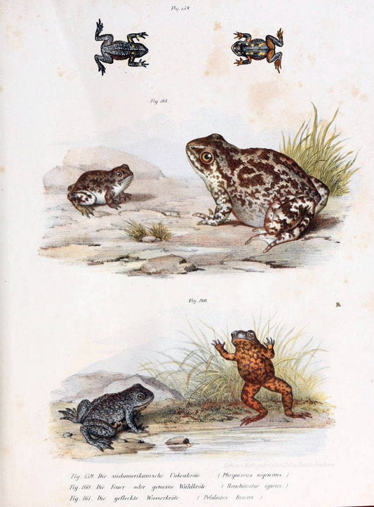 Bilder-Atlas zur wissenschaftlich-populÃ¤ren Naturgeschichte der WirbelthiereWien :K.K. Hof-und Staatsdruckerei,1867. |  | Vintage Print Reproduction 461211