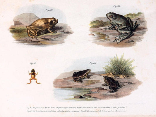 Bilder-Atlas zur wissenschaftlich-populÃ¤ren Naturgeschichte der WirbelthiereWien :K.K. Hof-und Staatsdruckerei,1867. |  | Vintage Print Reproduction 461212