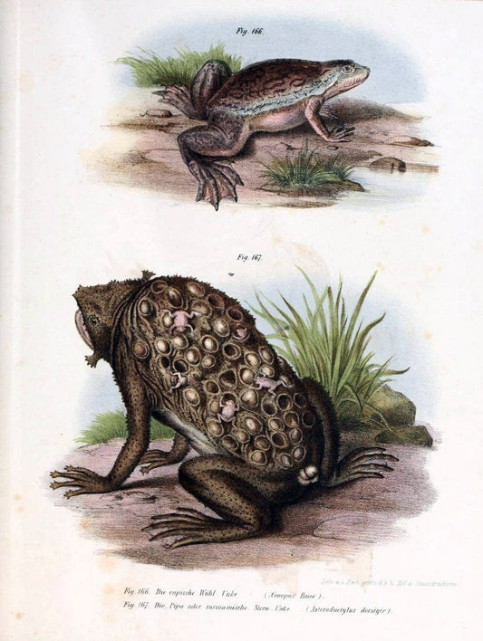 Bilder-Atlas zur wissenschaftlich-populÃ¤ren Naturgeschichte der WirbelthiereWien :K.K. Hof-und Staatsdruckerei,1867. |  | Vintage Print Reproduction 461213