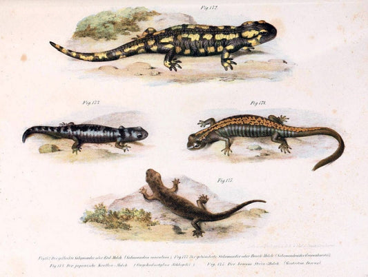 Bilder-Atlas zur wissenschaftlich-populÃ¤ren Naturgeschichte der WirbelthiereWien :K.K. Hof-und Staatsdruckerei,1867. |  | Vintage Print Reproduction 461215