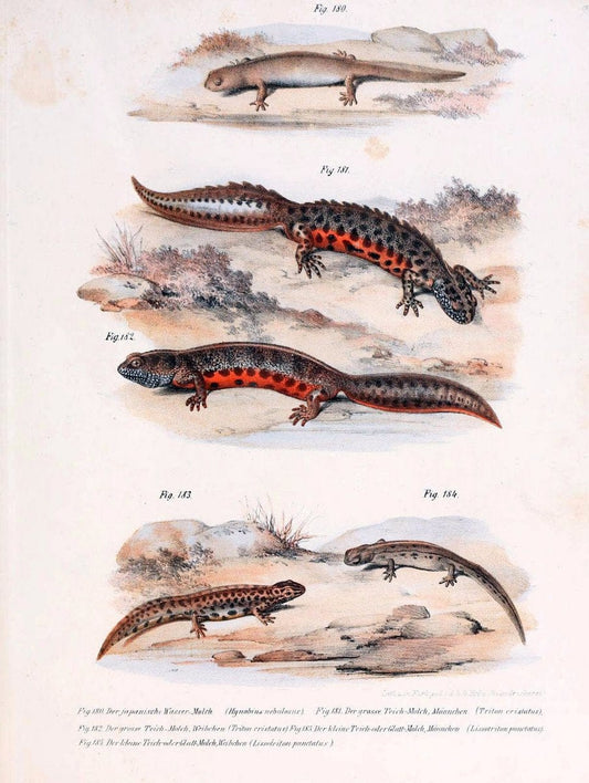Bilder-Atlas zur wissenschaftlich-populÃ¤ren Naturgeschichte der WirbelthiereWien :K.K. Hof-und Staatsdruckerei,1867. |  | Vintage Print Reproduction 461217