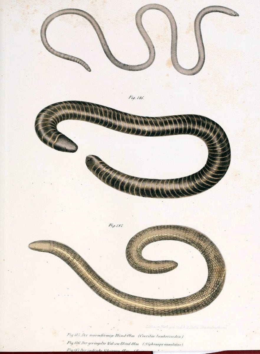Bilder-Atlas zur wissenschaftlich-populÃ¤ren Naturgeschichte der WirbelthiereWien :K.K. Hof-und Staatsdruckerei,1867. |  | Vintage Print Reproduction 461218