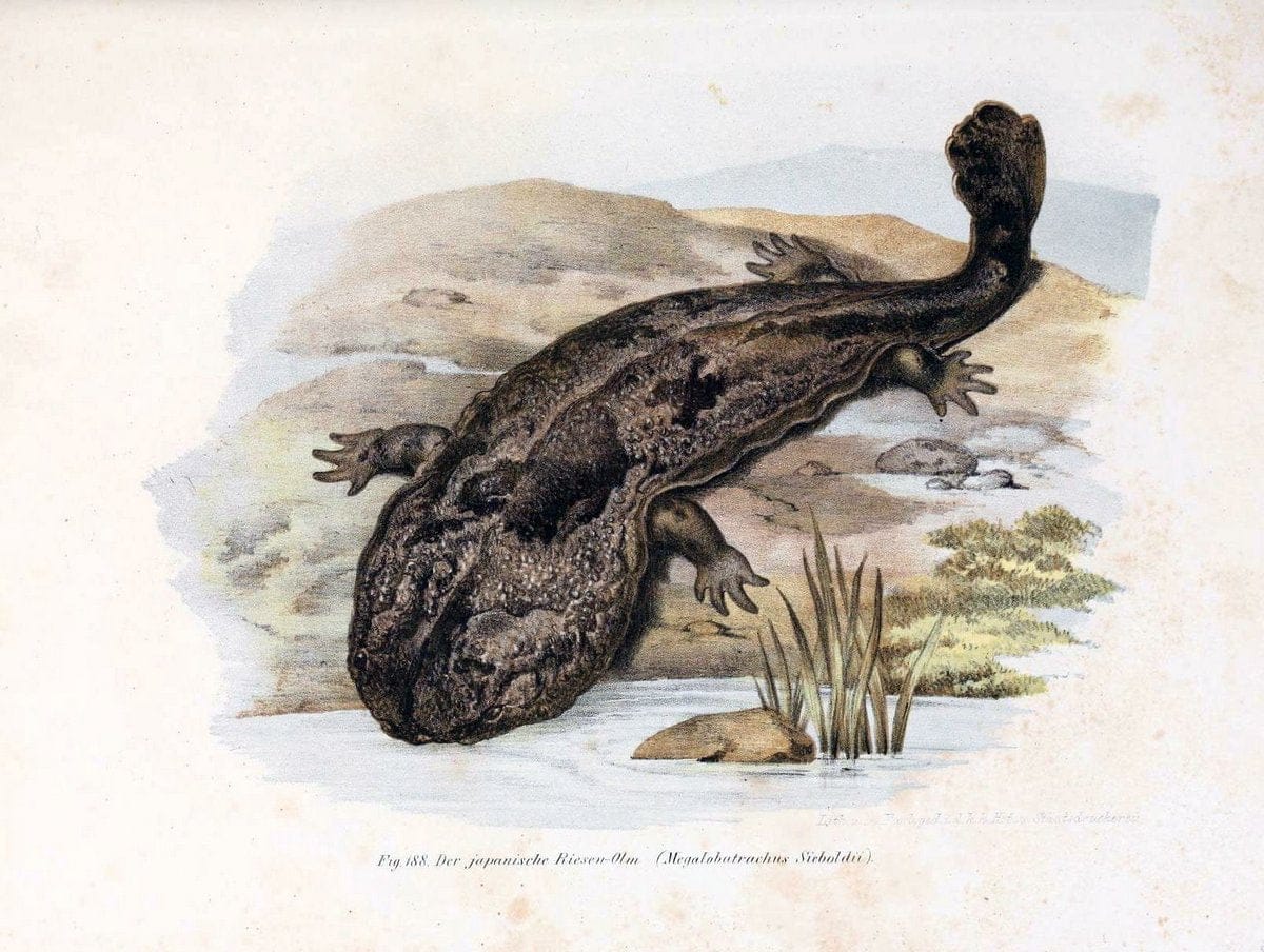 Bilder-Atlas zur wissenschaftlich-populÃ¤ren Naturgeschichte der WirbelthiereWien :K.K. Hof-und Staatsdruckerei,1867. |  | Vintage Print Reproduction 461219