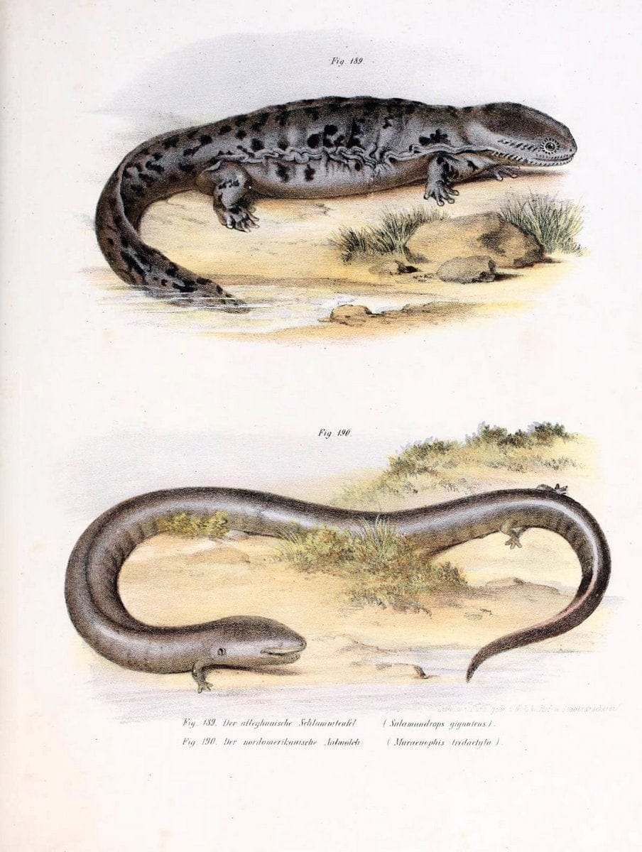 Bilder-Atlas zur wissenschaftlich-populÃ¤ren Naturgeschichte der WirbelthiereWien :K.K. Hof-und Staatsdruckerei,1867. |  | Vintage Print Reproduction 461220