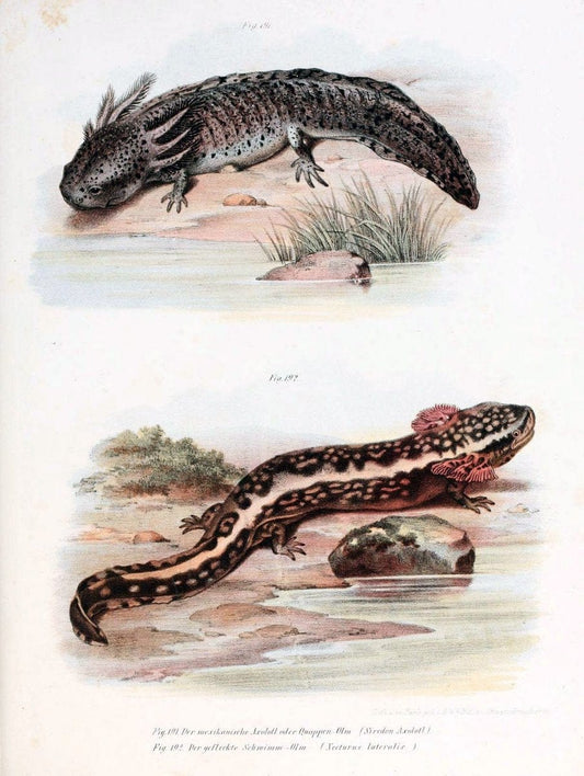 Bilder-Atlas zur wissenschaftlich-populÃ¤ren Naturgeschichte der WirbelthiereWien :K.K. Hof-und Staatsdruckerei,1867. |  | Vintage Print Reproduction 461221
