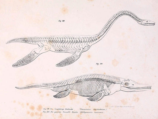 Bilder-Atlas zur wissenschaftlich-populÃ¤ren Naturgeschichte der WirbelthiereWien :K.K. Hof-und Staatsdruckerei,1867. |  | Vintage Print Reproduction 461227
