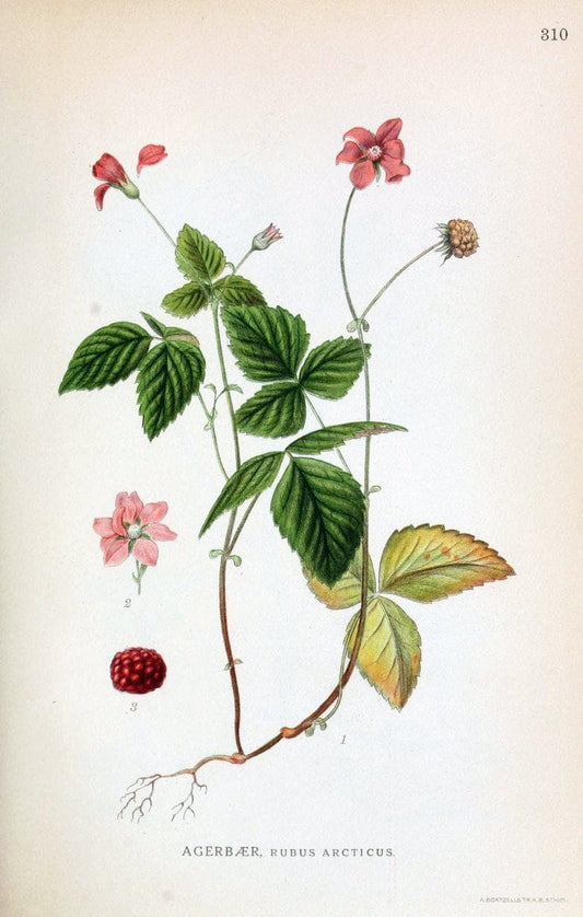 Billeder af nordens flora,.KÃ¸benhavn,G.E.C. Gad's forlag,1917-1927.  | Finland "Pictorial works" Plants Scandinavia  | Vintage Print Reproduction 461228