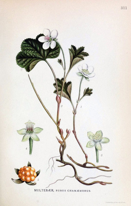 Billeder af nordens flora,.KÃ¸benhavn,G.E.C. Gad's forlag,1917-1927.  | Finland "Pictorial works" Plants Scandinavia  | Vintage Print Reproduction 461229
