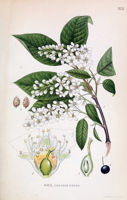 Billeder af nordens flora,.KÃ¸benhavn,G.E.C. Gad's forlag,1917-1927.  | Finland "Pictorial works" Plants Scandinavia  | Vintage Print Reproduction 461230