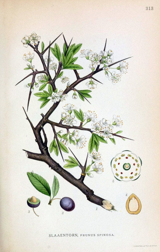 Billeder af nordens flora,.KÃ¸benhavn,G.E.C. Gad's forlag,1917-1927.  | Finland "Pictorial works" Plants Scandinavia  | Vintage Print Reproduction 461231
