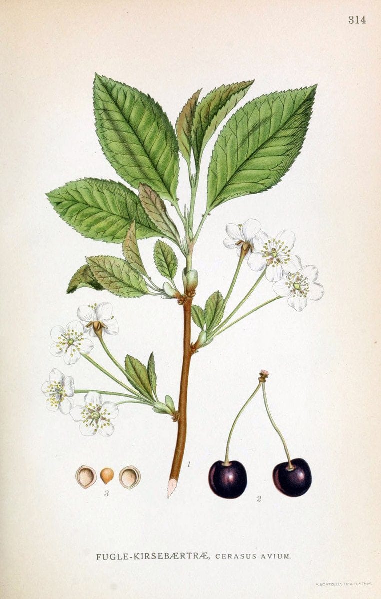 Billeder af nordens flora,.KÃ¸benhavn,G.E.C. Gad's forlag,1917-1927.  | Finland "Pictorial works" Plants Scandinavia  | Vintage Print Reproduction 461232