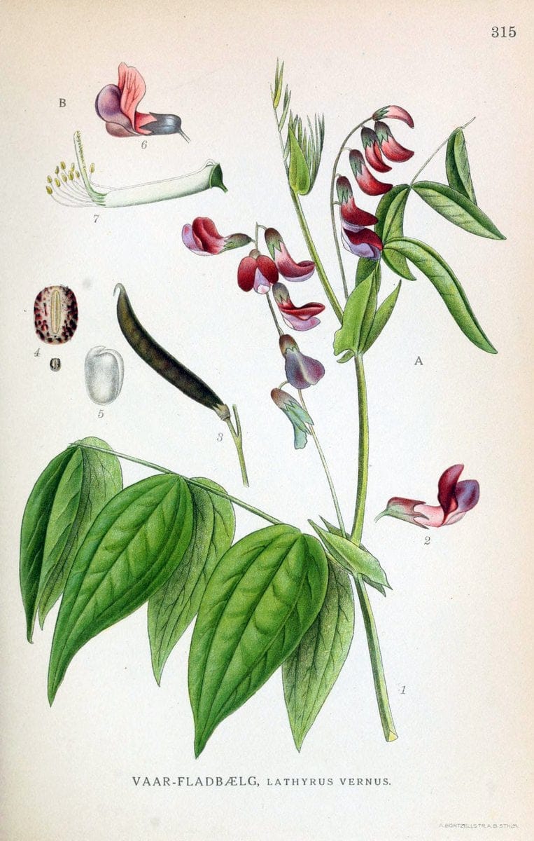 Billeder af nordens flora,.KÃ¸benhavn,G.E.C. Gad's forlag,1917-1927.  | Finland "Pictorial works" Plants Scandinavia  | Vintage Print Reproduction 461233