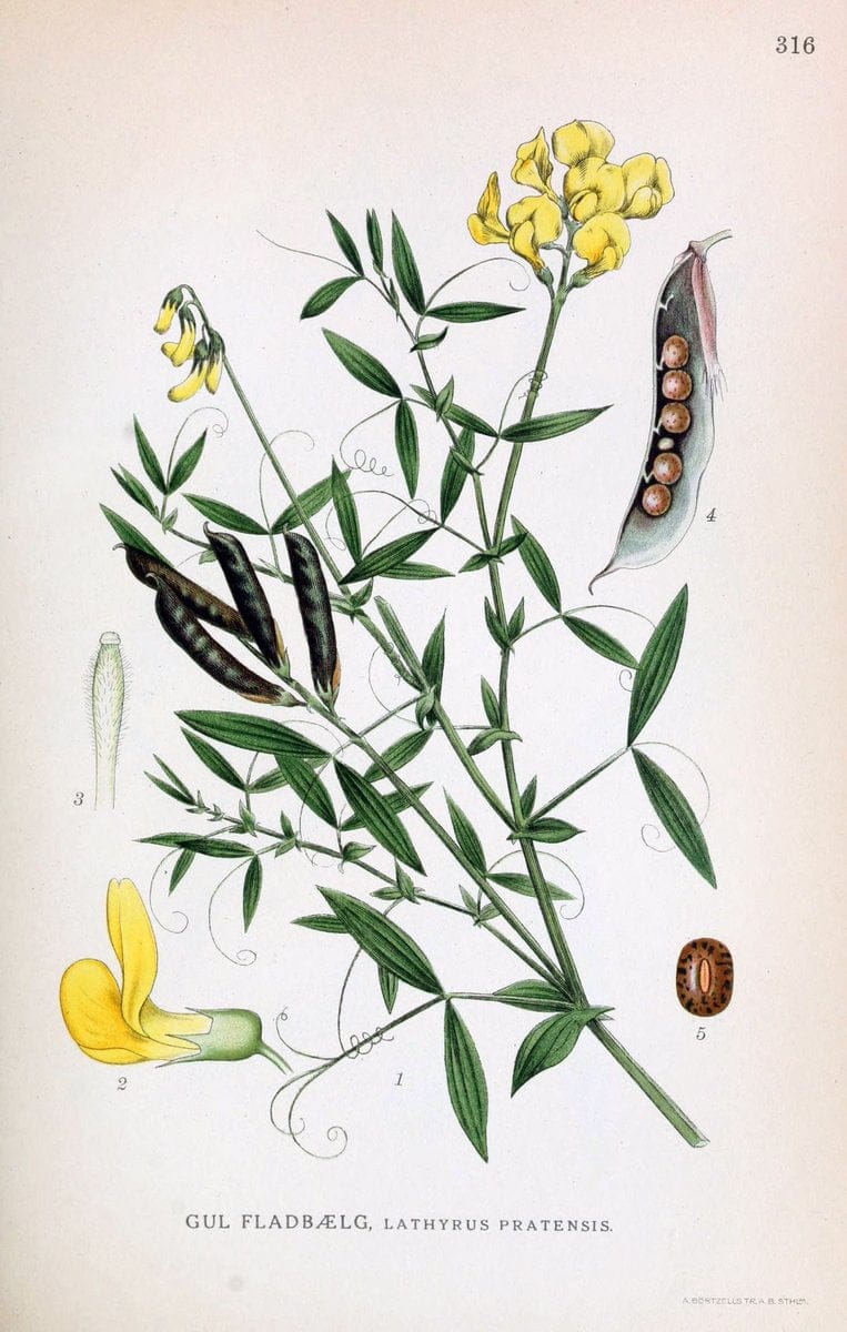 Billeder af nordens flora,.KÃ¸benhavn,G.E.C. Gad's forlag,1917-1927.  | Finland "Pictorial works" Plants Scandinavia  | Vintage Print Reproduction 461234