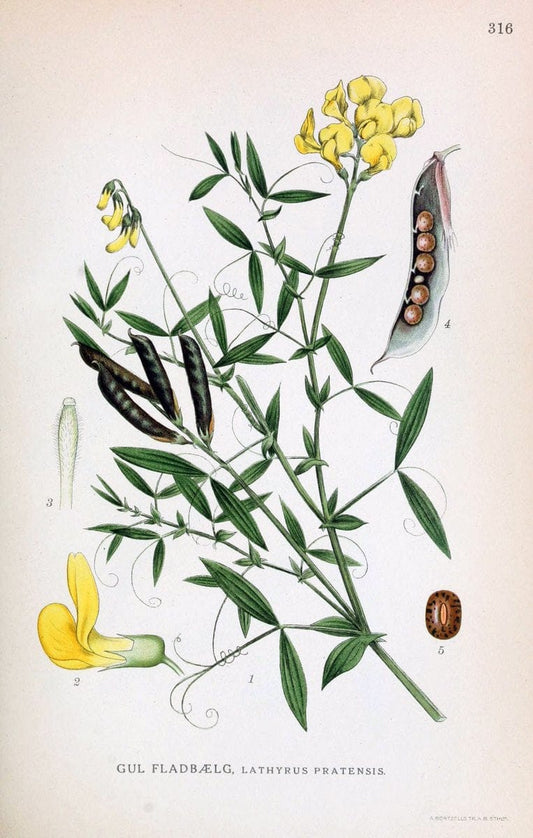 Billeder af nordens flora,.KÃ¸benhavn,G.E.C. Gad's forlag,1917-1927.  | Finland "Pictorial works" Plants Scandinavia  | Vintage Print Reproduction 461234