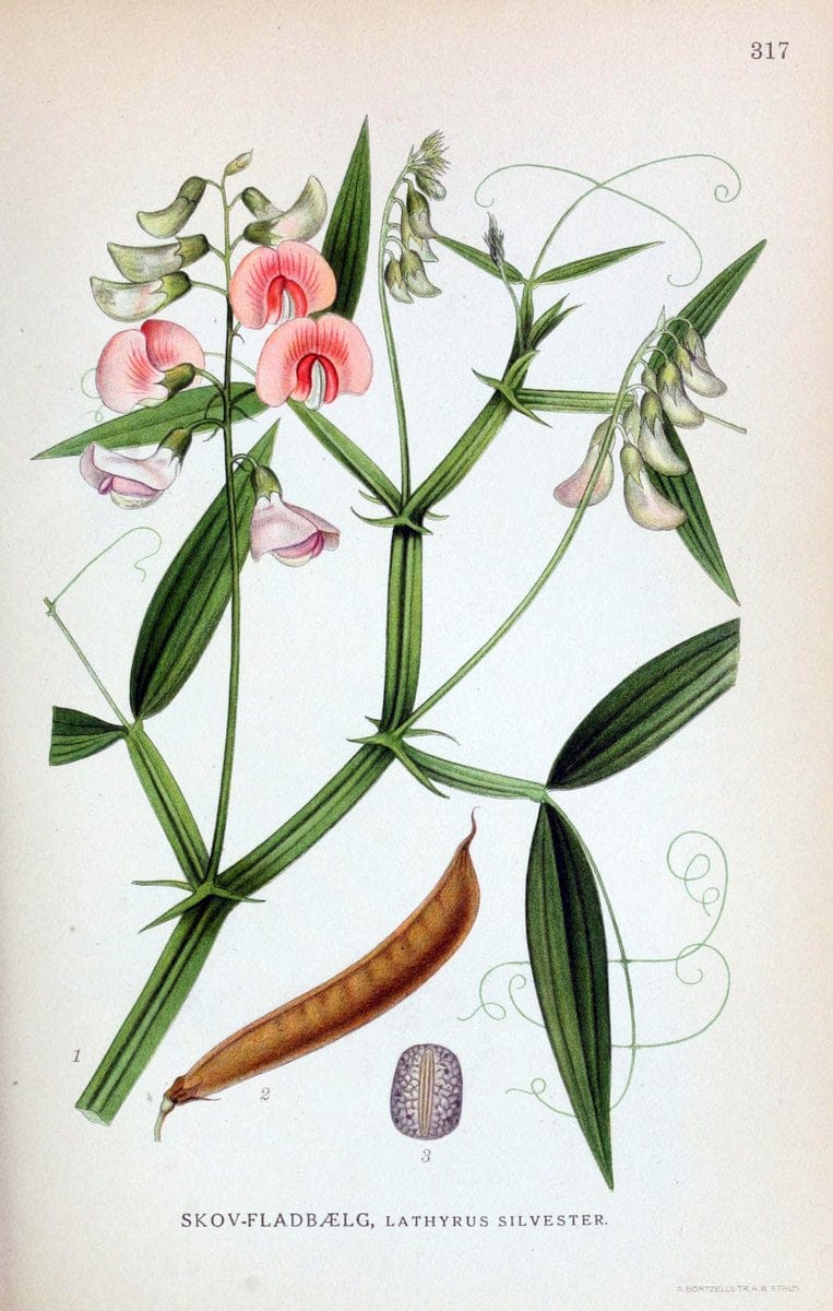 Billeder af nordens flora,.KÃ¸benhavn,G.E.C. Gad's forlag,1917-1927.  | Finland "Pictorial works" Plants Scandinavia  | Vintage Print Reproduction 461235