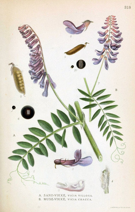 Billeder af nordens flora,.KÃ¸benhavn,G.E.C. Gad's forlag,1917-1927.  | Finland "Pictorial works" Plants Scandinavia  | Vintage Print Reproduction 461236