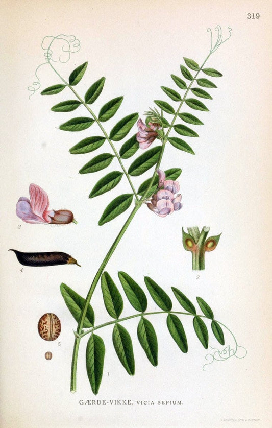 Billeder af nordens flora,.KÃ¸benhavn,G.E.C. Gad's forlag,1917-1927.  | Finland "Pictorial works" Plants Scandinavia  | Vintage Print Reproduction 461237