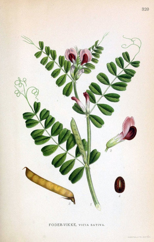 Billeder af nordens flora,.KÃ¸benhavn,G.E.C. Gad's forlag,1917-1927.  | Finland "Pictorial works" Plants Scandinavia  | Vintage Print Reproduction 461238