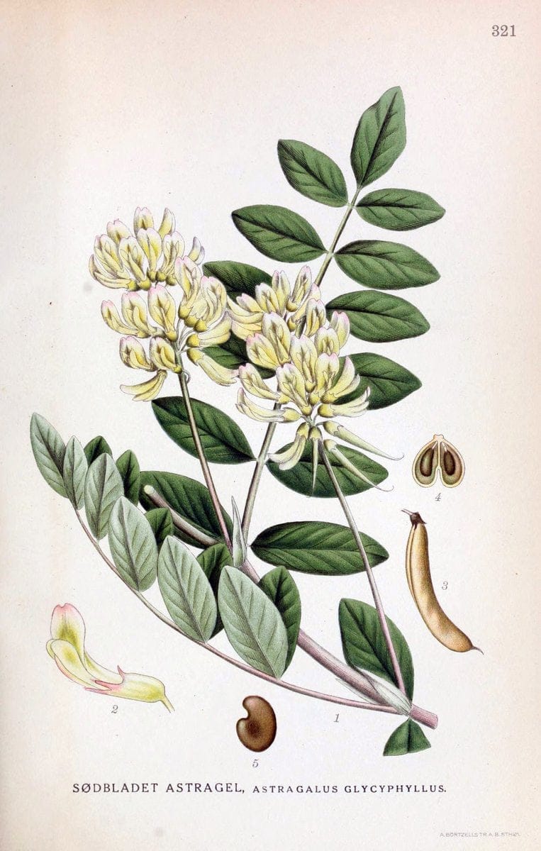 Billeder af nordens flora,.KÃ¸benhavn,G.E.C. Gad's forlag,1917-1927.  | Finland "Pictorial works" Plants Scandinavia  | Vintage Print Reproduction 461239