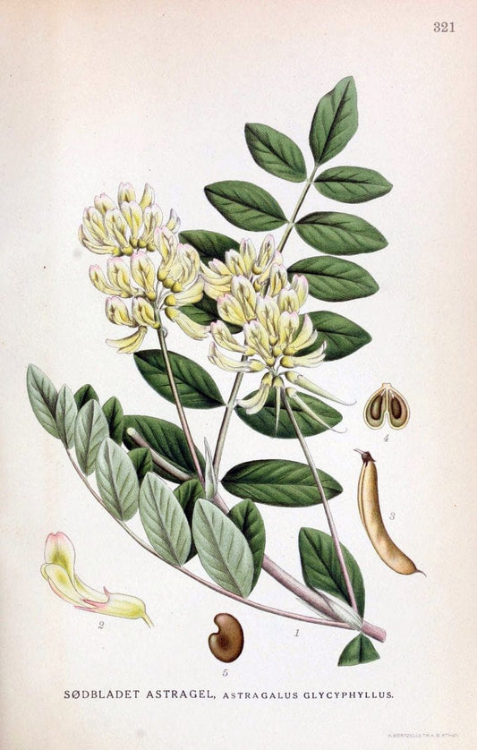 Billeder af nordens flora,.KÃ¸benhavn,G.E.C. Gad's forlag,1917-1927.  | Finland "Pictorial works" Plants Scandinavia  | Vintage Print Reproduction 461239