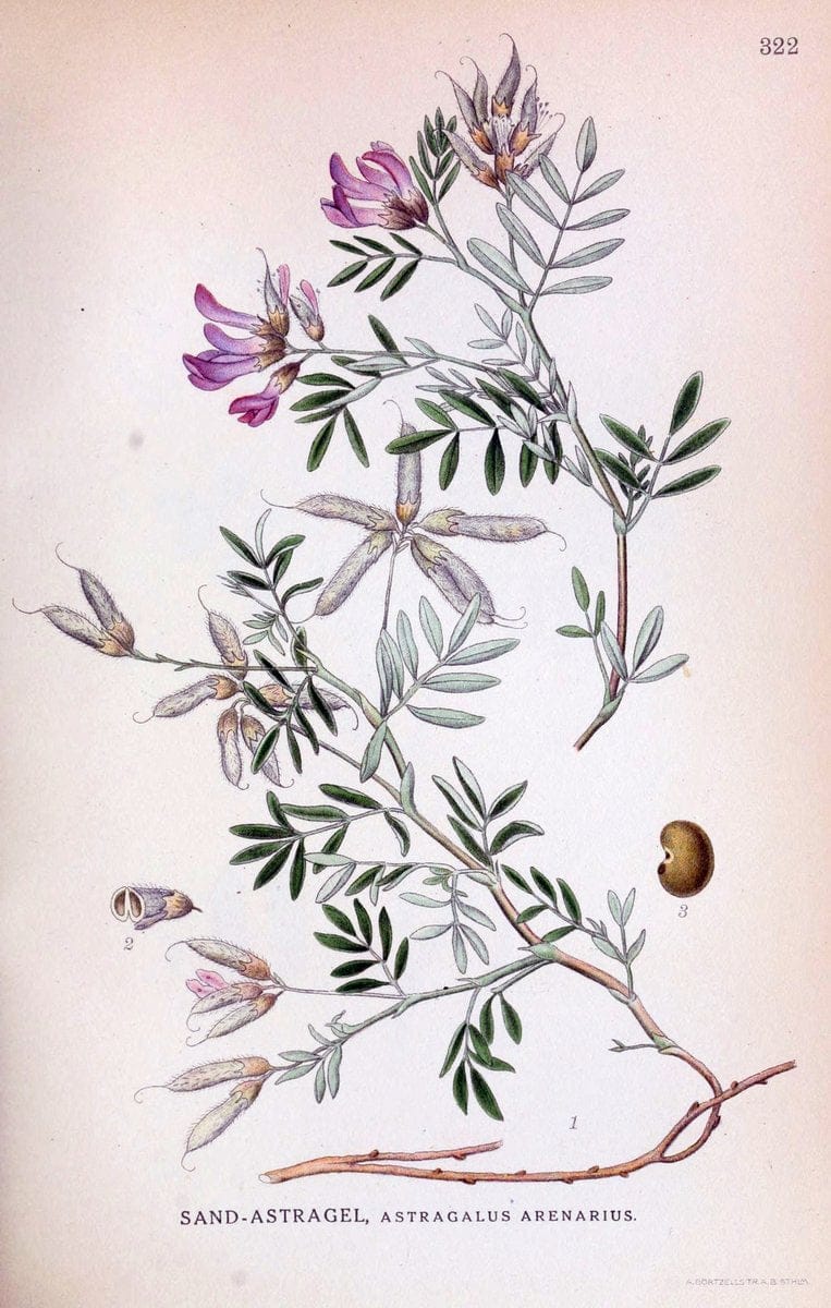 Billeder af nordens flora,.KÃ¸benhavn,G.E.C. Gad's forlag,1917-1927.  | Finland "Pictorial works" Plants Scandinavia  | Vintage Print Reproduction 461240