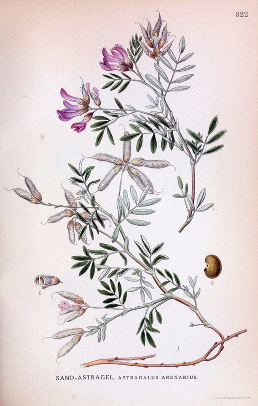 Billeder af nordens flora,.KÃ¸benhavn,G.E.C. Gad's forlag,1917-1927.  | Finland "Pictorial works" Plants Scandinavia  | Vintage Print Reproduction 461240