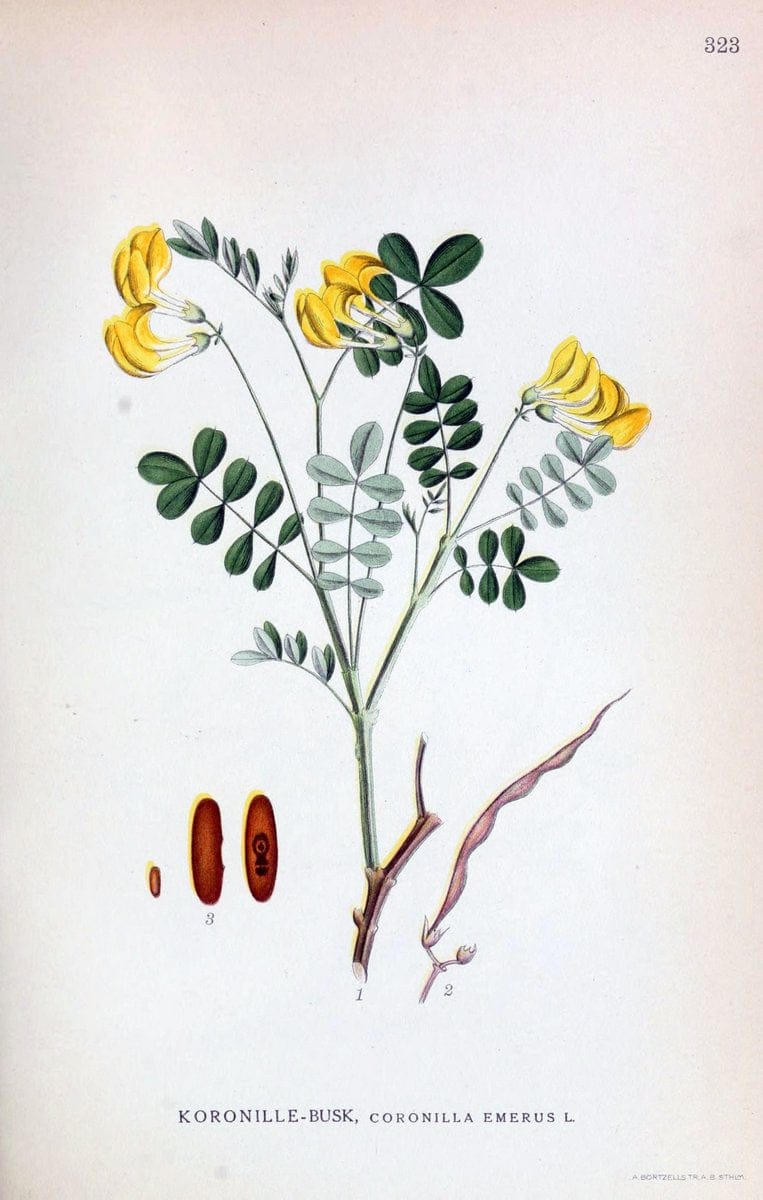 Billeder af nordens flora,.KÃ¸benhavn,G.E.C. Gad's forlag,1917-1927.  | Finland "Pictorial works" Plants Scandinavia  | Vintage Print Reproduction 461241