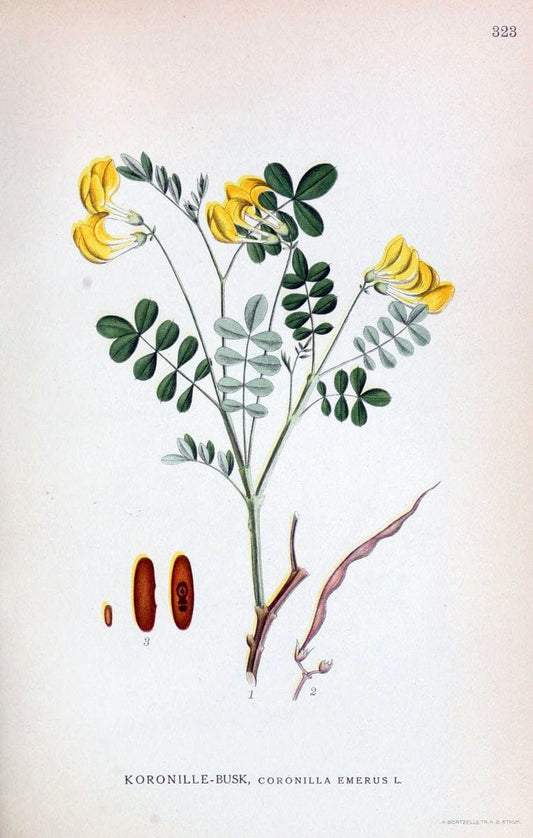 Billeder af nordens flora,.KÃ¸benhavn,G.E.C. Gad's forlag,1917-1927.  | Finland "Pictorial works" Plants Scandinavia  | Vintage Print Reproduction 461241