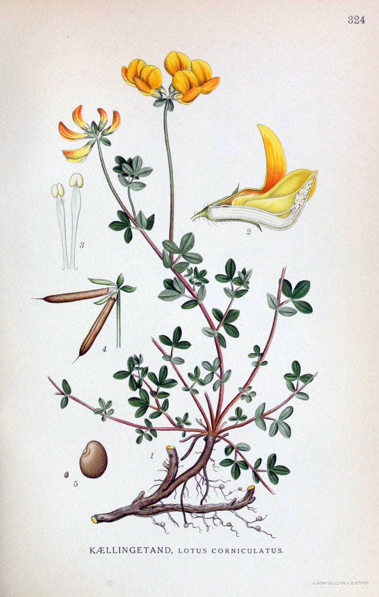 Billeder af nordens flora,.KÃ¸benhavn,G.E.C. Gad's forlag,1917-1927.  | Finland "Pictorial works" Plants Scandinavia  | Vintage Print Reproduction 461242