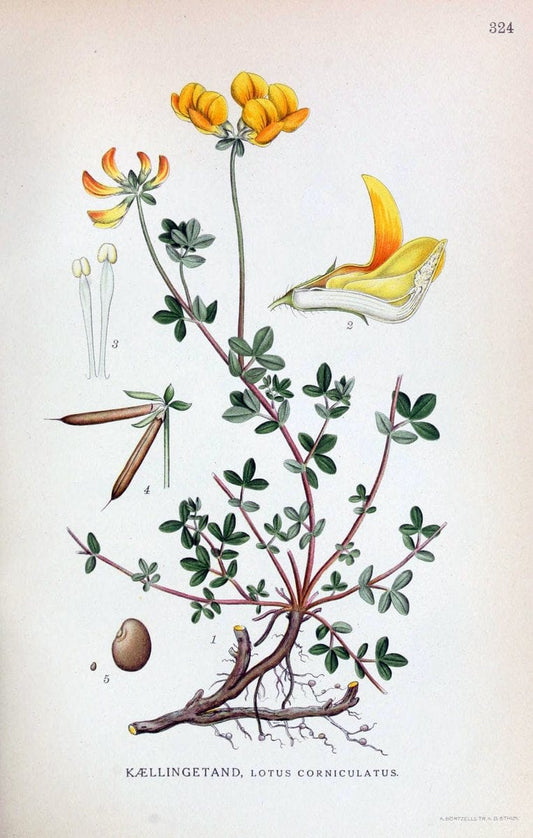 Billeder af nordens flora,.KÃ¸benhavn,G.E.C. Gad's forlag,1917-1927.  | Finland "Pictorial works" Plants Scandinavia  | Vintage Print Reproduction 461242