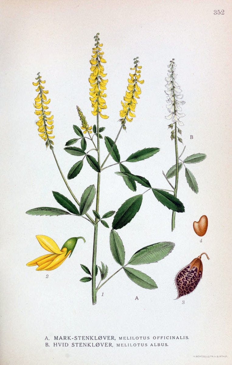 Billeder af nordens flora,.KÃ¸benhavn,G.E.C. Gad's forlag,1917-1927.  | Finland "Pictorial works" Plants Scandinavia  | Vintage Print Reproduction 461243